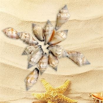 Shell (100Gms)