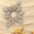 Shell (100Gms)