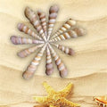 Shell (100Gms)