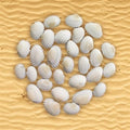 Shell (100Gms)