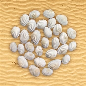 Shell (100Gms)