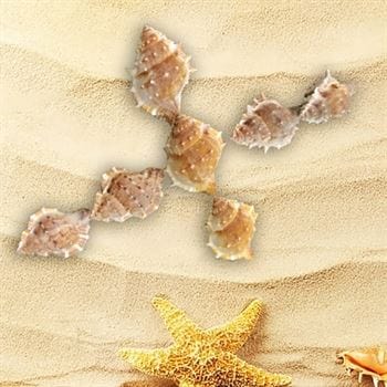 Shell (100Gms)
