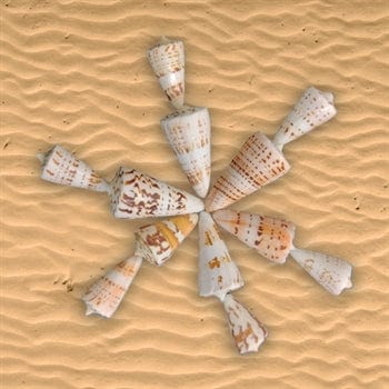 Shell (100Gms)