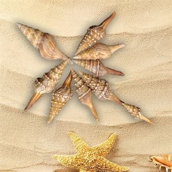 Shell (100Gms)