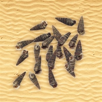 Shell (100Gms)