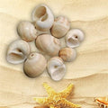 Shell (100Gms)