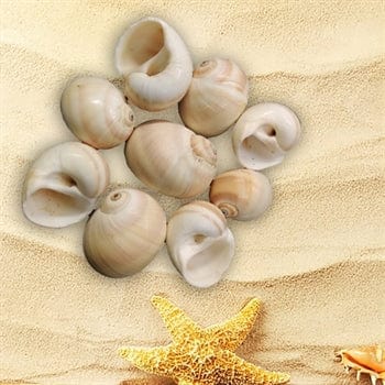 Shell (100Gms)
