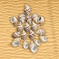 Shell (100Gms)