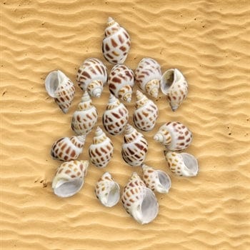 Shell (100Gms)