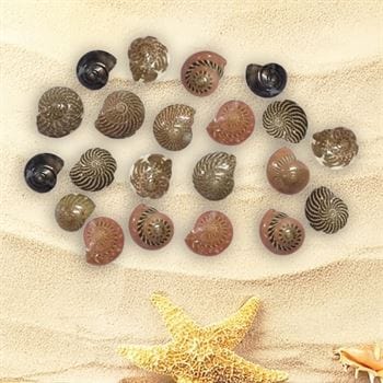 Shell (100Gms)