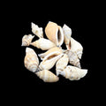 Natural Shell (50Gms) SH015