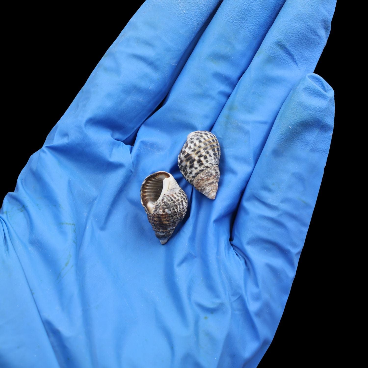 Natural Shell (50Gms) SH017