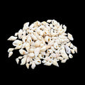 Natural Shell (50Gms) SH019