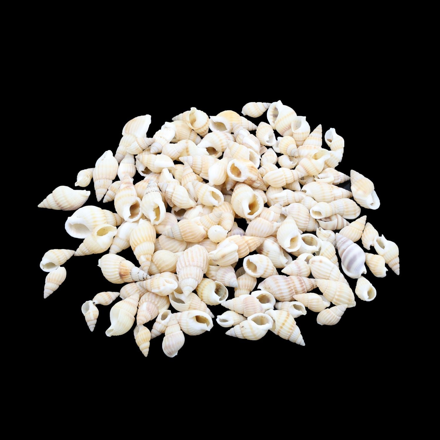 Natural Shell (50Gms) SH019