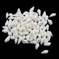 Natural Shell (50Gms) SH020