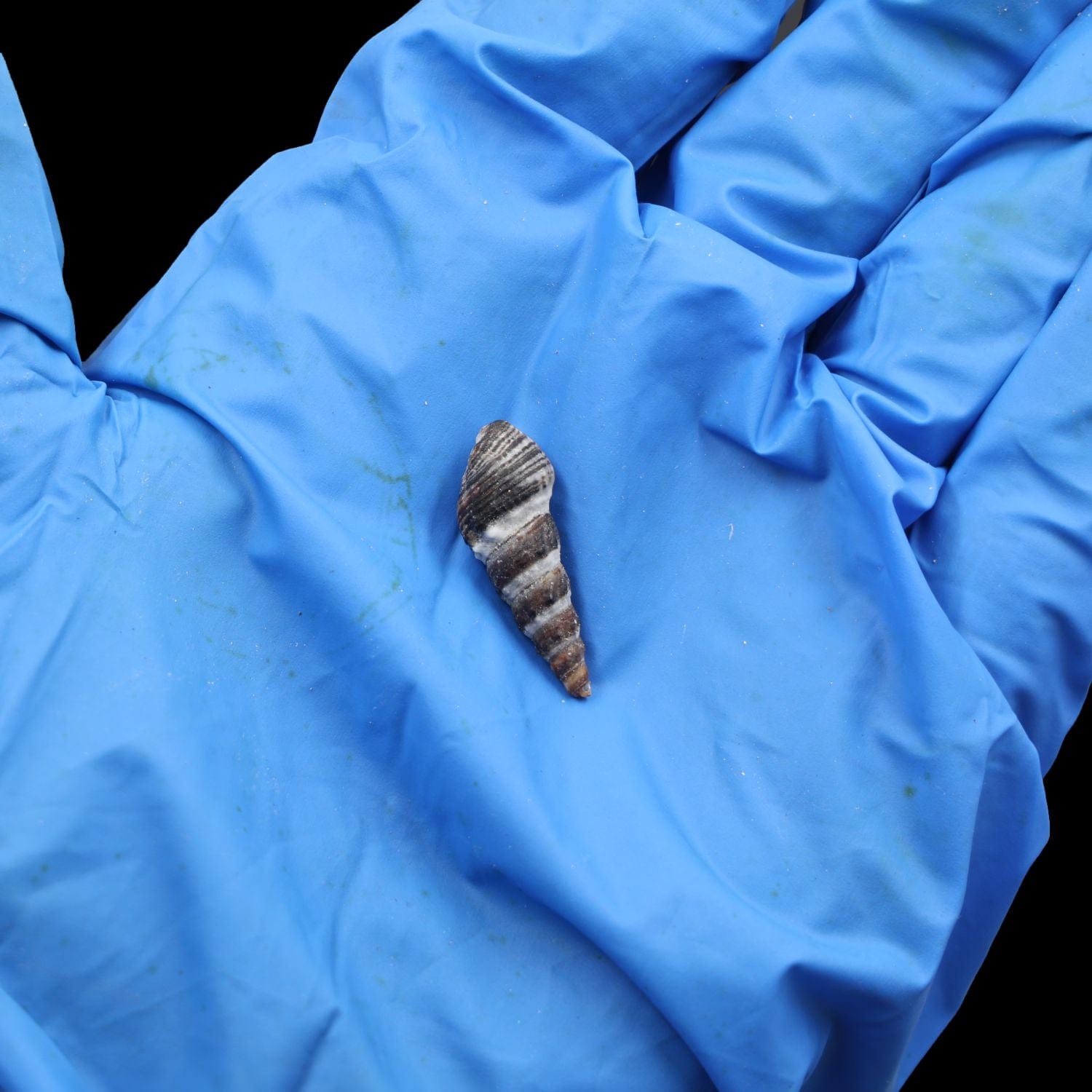 Natural Shell (50Gms) SH022