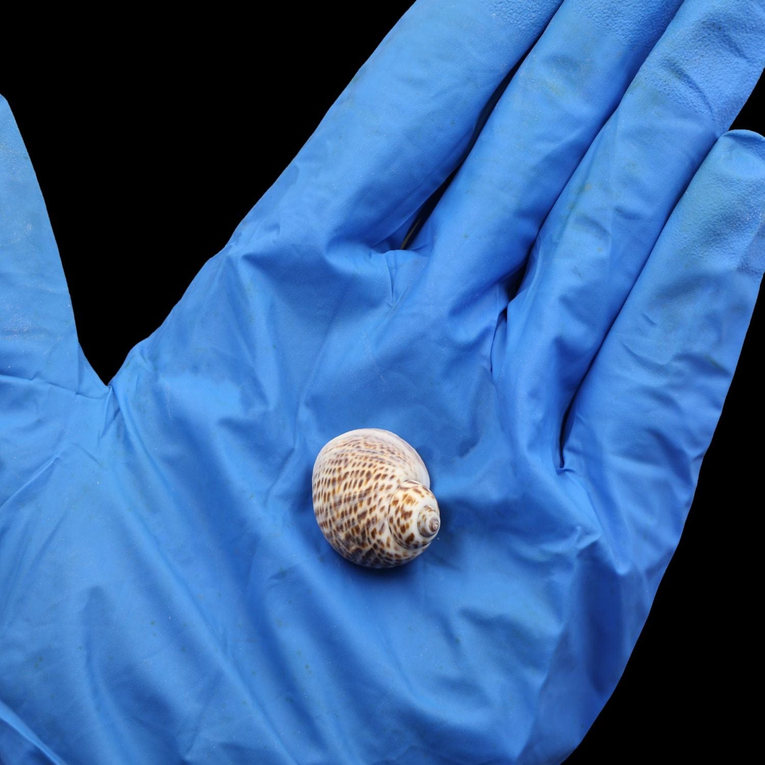 Natural Shell (50Gms) SH023