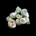 Natural Shell (50Gms) SH026