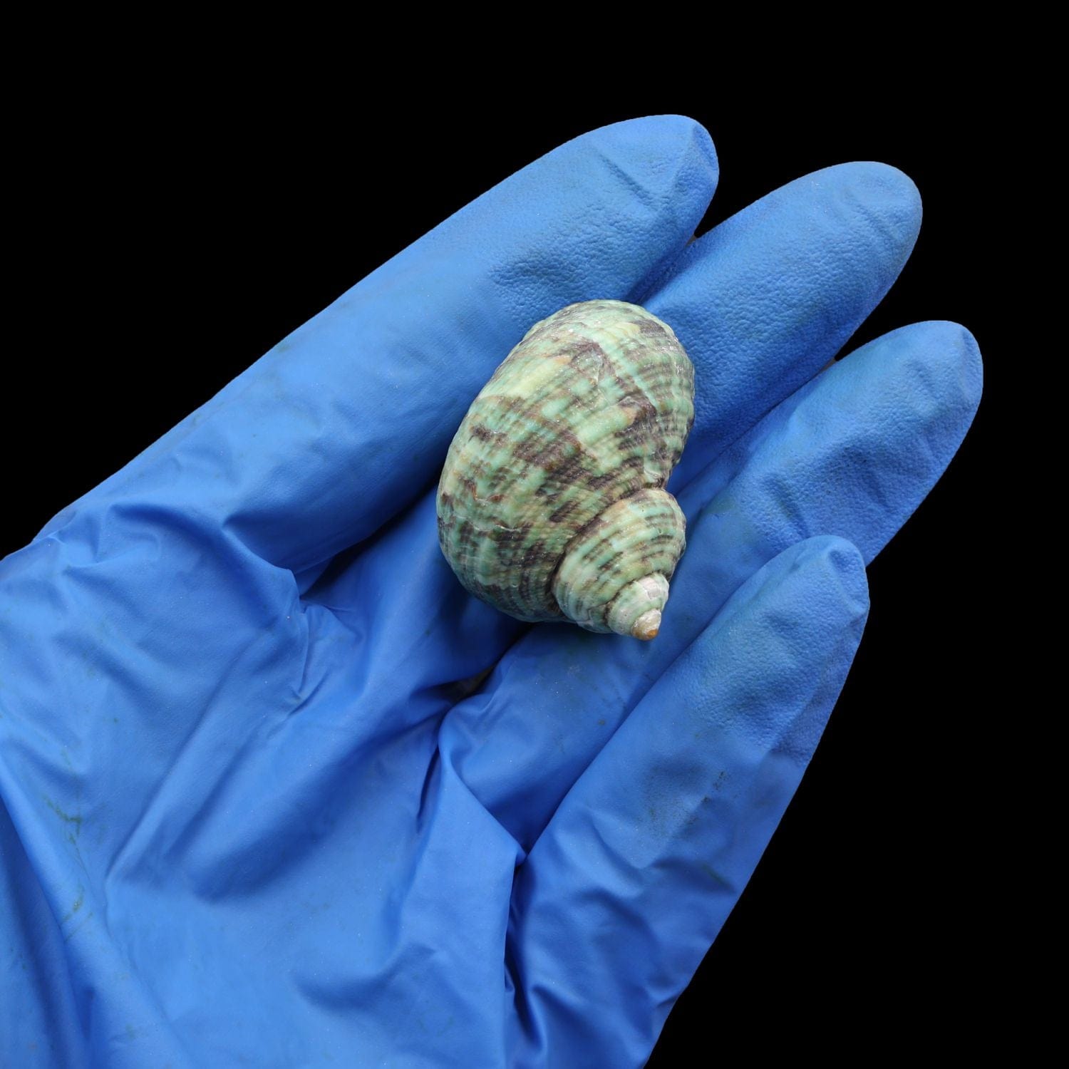 Natural Shell (50Gms) SH026