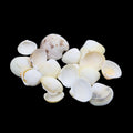 Natural Shell (50Gms) SH027