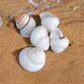 Natural Shell (50Gms) SH031