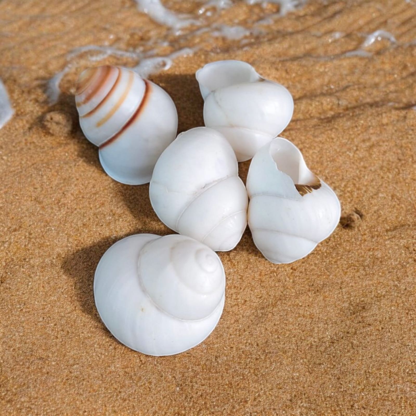 Natural Shell (50Gms) SH031