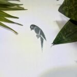 left parrot silver acrylic mirror